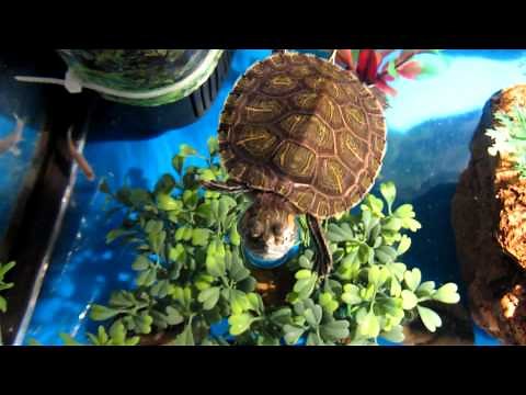 Baby turtle making random sound