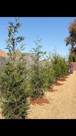 65 reactions | Providing reliable, season-ready Green Giant...