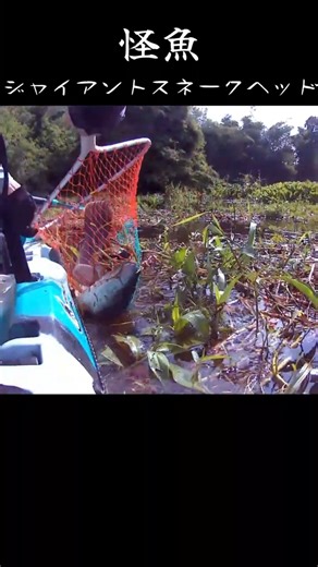 草まみれでも獲る！巨大チャドーの引き