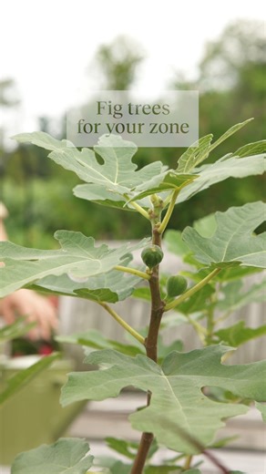 8.1K views · 92 reactions | ✨ We're in our fig-filled era! These delightful trees are the stars of the season. And the best part? There's a fig perfect for every garden size and growing zone. Find yours here. Find more info about the best fig varieties for your zone here:  https://bit.ly/4czTMj6 To shop, visit:  https://www.burpee.com/fruit/figs/ | Burpee Gardening | Facebook