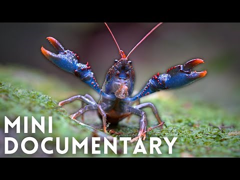 The Crayfish that Outlived the Dinosaurs!