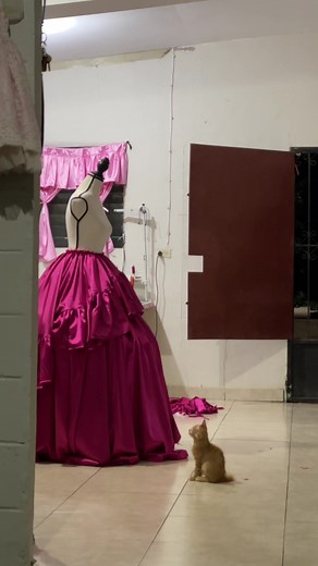 La emotiva mirada de mi gato durante un trend