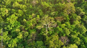 A resplendent highland tropical forest bathes in the golden glow of sunlight, where towering peaks guard the secrets of a vibrant and epic wilderness. Nature and wildlife concept. Stock footage.