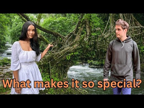 Unbelievable Living Root Bridge Adventure in Meghalaya!