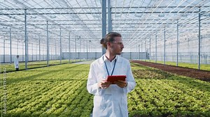 Agricultural young expert in chemical protection monitoring optimal growth and fertigation of green ecological vegetable hydroponic plantations. Greenhouse.
