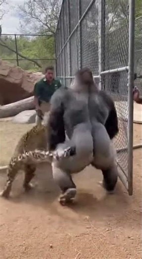 Gorilla Saves Zookeeper From Charging Leopard 🦍🐆