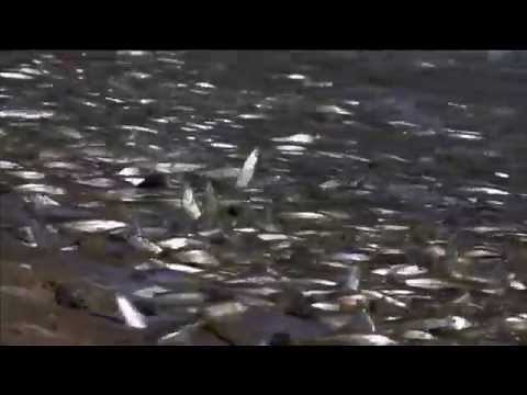 Gulf Grunion Fish Breed Out of Water | Nature on PBS