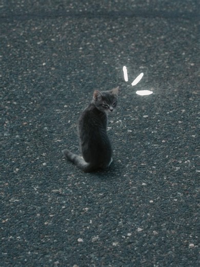 Don't let the cute kitty fool you, this movie is really sad.😔 A little appreciation post for my cat cause he saved my life too, and does it every day. (Plus we're both on anti-depressants, which i find pretty funny. He is me, I am him.) 🌸 Fun facts from an annoying autistic girl who really loves cats: Cats can sense when something is off with you based off of changes in physiological parameters, daily schedules, emotions, and body language. They will often change their behaviour accordingly- *