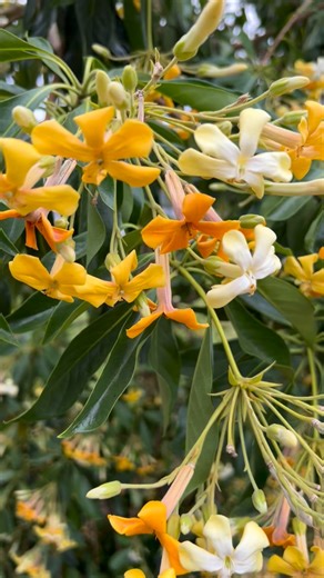 Native Frangipanis are beautiful evergreen trees that are suited for today’s courtyard sized gardens. They can easily be pruned and kept smaller with a hedge trimmer. They are incredibly hardy and drought proof once established. They are an upright growing tree to about 6ms x 4 metres in Sydney. They grow bigger up north. The fragrance is very Frangipani like this the name. It’s a wonder this native tree isn’t more popular seeing it’s one of us. #nativefrangipani #hymenosporumflavum #nativetrees