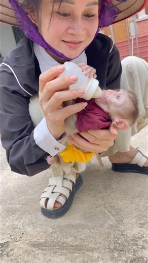 Baby monkeys are not yet able to stand steadily enough to lift a bottle of milk to drink from.