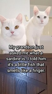 Explaining seafood using body parts 😭 | Moomoo Cat