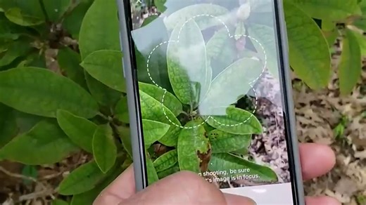 What the Tech: PictureThis app identifies your plants