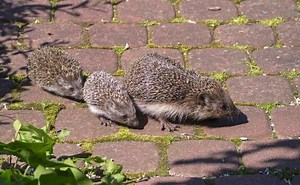 European Hedgehog Breeding Biology - Birth & Development of Hoglets | Wildlife Online