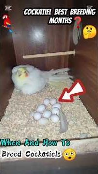 Cockatiel Parrot Ka Breeding Season Konsa Hota Hai? 🦜🤔|Breed Kab Lein| #shorts #ytshorts #shortsfeed