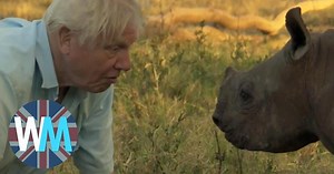 Top 10 David Attenborough Moments | Articles on WatchMojo.com