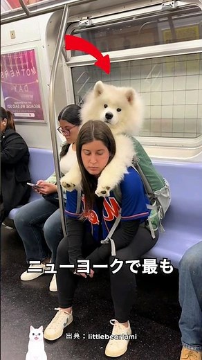 ニューヨークの地下鉄で通勤するサモエドとの日常
