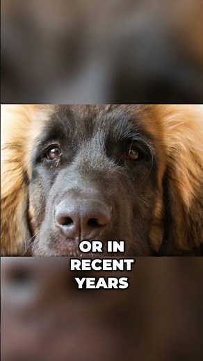 Meet the Leonberger - Versatile Dog Breed That Almost Went Extinct