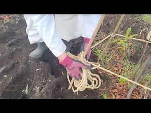 Winter Enclosure: 5-Bamboo Interwoven Binding (Variant)