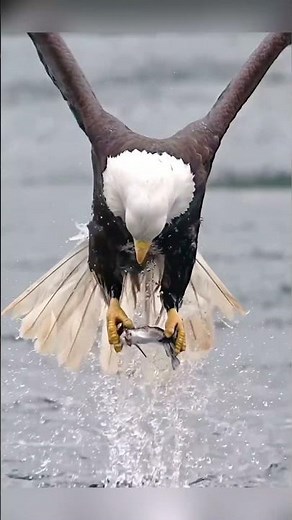 El Águila Calva en Acción: ¡Un Vuelo Majestuoso hacia su Prueba de Caza!