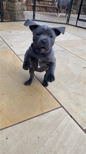 Izy The Staffy on Instagram: "Petra and Tommy’s puppies have had a fabulous day today… the full Staffy package! 🐶💚 Happy waggy tails, bouncy hoppy dances, little raspy barks, a game of football, and some epic zoomie energy 🤣⚽ all whilst surrounded by the Wolfpack. And look at them getting up that step now… just a few days ago they could hardly manage it, and now they’re flying up like pros. Such a happy, confident little bunch. We absolutely adore them 🥰🐾 The gang: 💚 Roxy 🤎 Bunny 💙 Garri