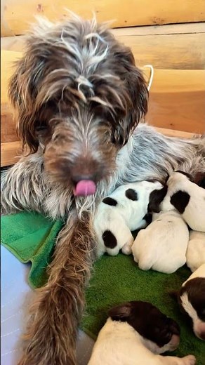 Our 4 day old Wirehaired Pointing Griffon puppies