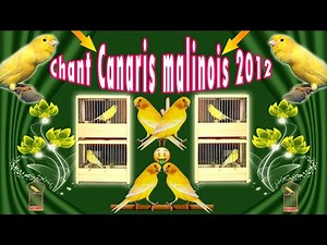 chant canari malinois 006 M522 2012