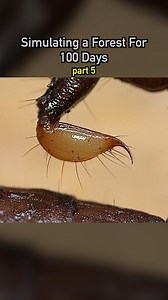 1.1M views · 21K reactions | Simulating a Forest  pt5 #ecosystem #nature #bugs #wildlife #plants #earth #pets #petsofinstagram #aquarium #terrarium #paludarium | Dr. Plants | Facebook