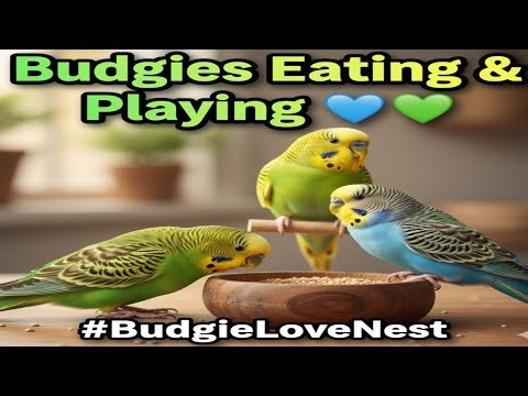 Budgies Eating and Playing Together 💙💚 | Funny & Cute Parakeets 2025 | #BugdieLoveNest