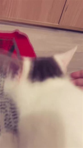 Mimi.☕️ (@bulgaria_mimi)’s videos with original sound - Tik toker