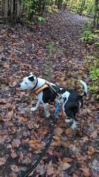 Moo can walk on a leash!