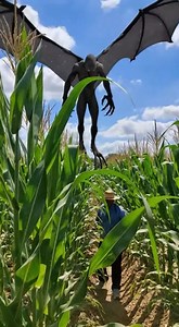 3:18 p.m. — Cornfield outside Springfield, Illinois. A farmer was checking the central rows after noticing several plants bent as if something had passed above them without breaking them. The sky was clear, deep blue, with white clouds drifting slowly. There was no strong wind. No tractors running in neighboring fields. Only the dry friction of tall corn leaves brushing against one another. That was when, walking down the narrow dirt path, he felt the light dim for a few seconds, as if something