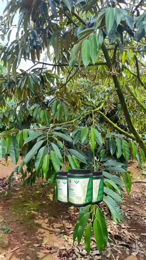 ACTI DORA 500gr: Tăng Đọt, Đâm Chồi Nhanh