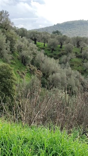 Dewy Greek hillside with olive trees, winter greens, and a moth fly-by, from today's walk. It's an almost but not quite perfect loop. #naturelove #greengrass #warmwinterdays #olivetree #naturewallpaper
