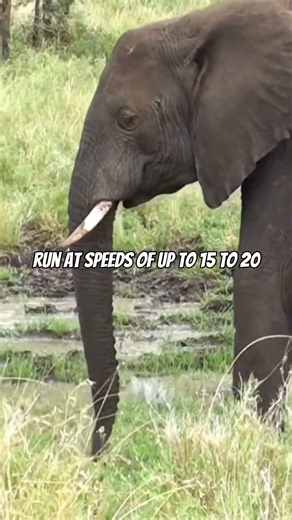 Facts on elephants (90) #factsyoudontknow #animalfacts #elephant