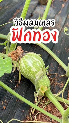 วิธีผสมเกสรฟักทอง🧑🏻‍🌾 #เกษตร #ฟักทอง #ผักสวนครัว #ผสมเกสร