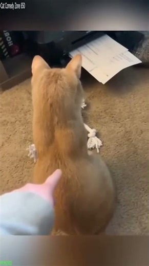 Funniest Cat ❤️ funny cats moments ❤️ # Part 8735