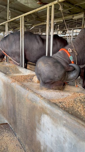 189K views · 2K reactions | The scary-looking buffalo is eating. #viralreels #reelsfbシ #facebookviral #Amazing | Expensive Bulls | Facebook