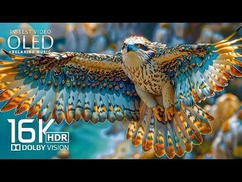 Ultimate OLED Display Experience | 16K HDR Dolby Vision 120fps (4K/8K TVs Screen Test)