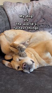 54K views · 1.2K reactions | My dog VS the world's fastest things. #relatable #dog #labrador #doglife #funnydog #catchmeifyoucan #fastandthefurious #needforspeed #doglover #dogsoffacebook | Magnus The Therapy Dog | Facebook
