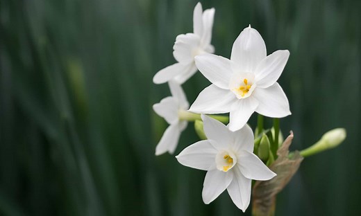 Narcissus vs Daffodil: Is There a Difference?