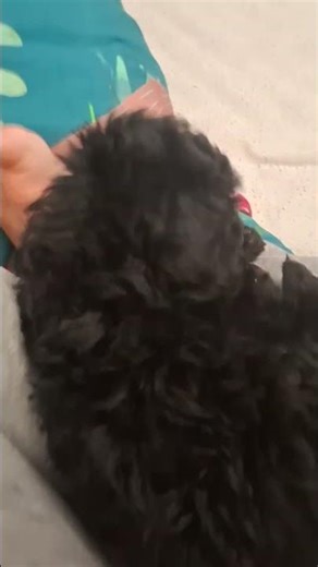 cat boing boing meme but dog version