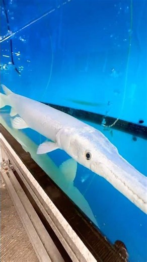 Giant Albino Gar 😱😱 This Fish Looks Like an Alligator 😮