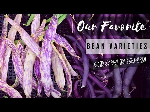Our Favorite Beans To Grow! 🌱 Gardening