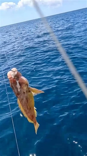 Rockfish Smash at 300FT! 🎣