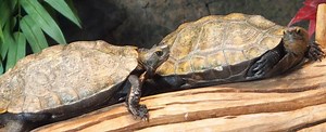 Japanese pond turtle - Alchetron, The Free Social Encyclopedia