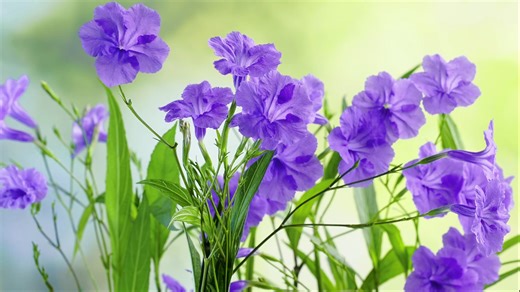 14K views · 215 reactions | With elegant, purple-colored petals, blooming ruellia flowers add a warmer touch to the day in southwest China’s Chongqing. | People's Daily, China | Facebook