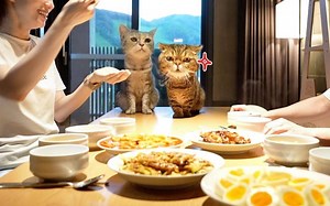 【TT与LuLu的大冒险】带TT和LuLu出门玩耍（上篇）