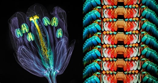 The Best Microscopic Life Science Photos of 2021