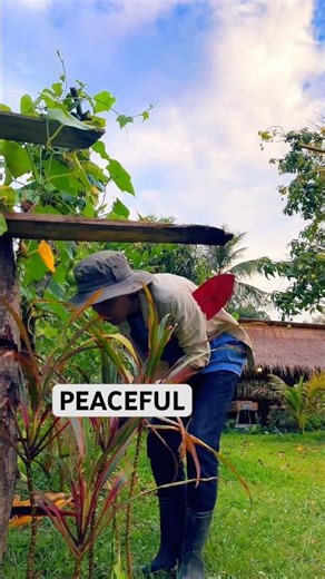 This vegetable garden changes everything #gardening #vegetables #shorts