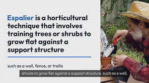 The Art of Espalier Training Fruit Trees